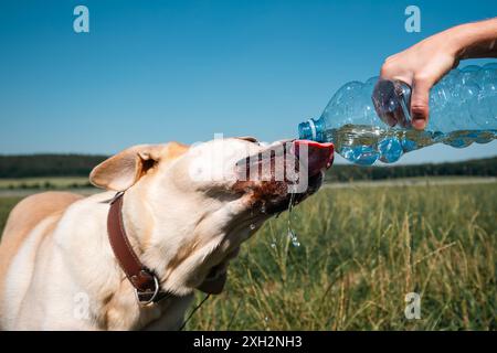 Durstiger Hund trinkt Wasser aus Plastikflasche auf der Wiese. Haustierbesitzer kümmert sich an heißen, sonnigen Tagen um seinen labrador Retriever. Stockfoto