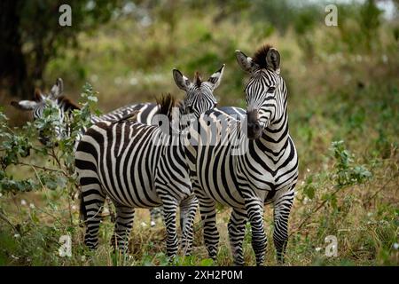 Wildes Zebra im Tarangire Nationalpark Tansania Stockfoto