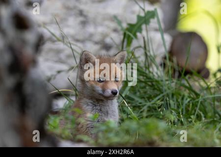 Die Schönheit der Rotfuchsjungen in Italien Stockfoto