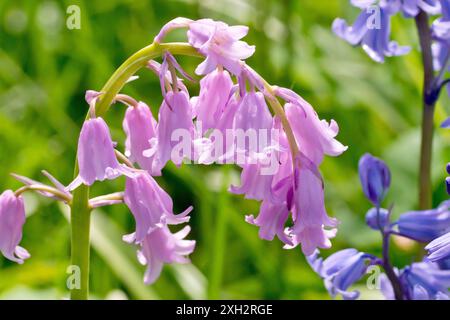 Bluebell oder Wild Hyacinth (Hyacinthoides non-scripta, endymion non-scriptus), Nahaufnahme mit Blick auf einen rosa blühenden Dorn, der von der Frühlingssonne beleuchtet wird. Stockfoto