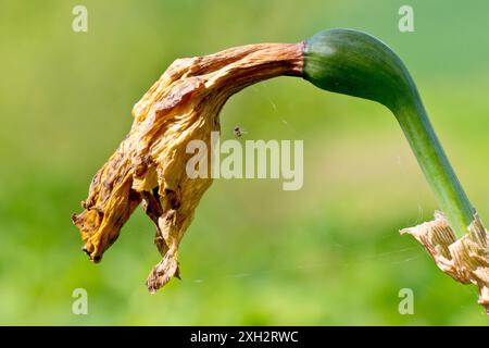 Narzissen (Narzissen), Nahaufnahme einer einzelnen toten, verwelkten oder verwelkten Blume, isoliert vom Hintergrund. Stockfoto