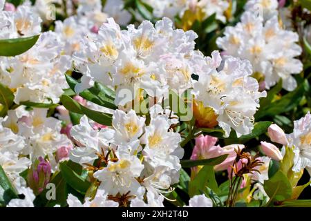 Rhododendron, Nahaufnahme mit Fokus auf mehrere große weiße Blütenköpfe des häufig gepflanzten Strauchs in voller Blüte. Stockfoto