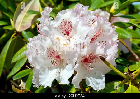 Rhododendron, Nahaufnahme mit Fokus auf eine einzelne große rosafarbene weiße Sorte von Blumenkopf des häufig gepflanzten Strauches in voller Blüte. Stockfoto