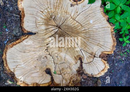 Draufsicht eines Stumpfes von einem geschnittenen Baum mit Wachstumsringen. Spazieren Sie im Park. Stockfoto