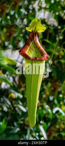 Nepenthes alata ist eine Art von Pitcher-Pflanze aus der Familie der Pitcher-Pflanzen (Nepenthaceae). Eine Endemie der Philippinen Stockfoto