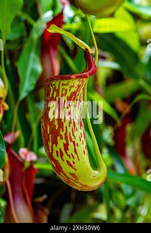 Nepenthes alata ist eine Art von Pitcher-Pflanze aus der Familie der Pitcher-Pflanzen (Nepenthaceae). Eine Endemie der Philippinen Stockfoto