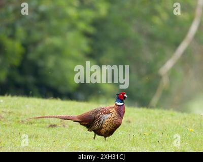 Ein gewöhnlicher Fasan, Phasianus colchicus, der auf einem Rasen steht. Stockfoto