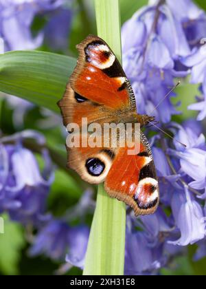 Aglais io, der europäische Pfau, oder der PfauenSchmetterling, der auf einer Blume ruht. Stockfoto