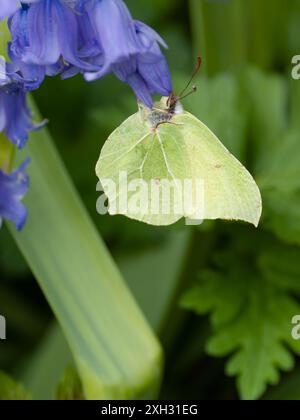 Der Unterflügel eines Schwefel-Schmetterlings, Gonepteryx rhamni, der sich von einer Blume ernährt. Stockfoto