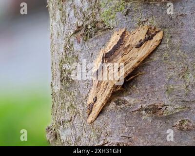 Menophra abruptaria, eine geschwungene Umbermotte, die auf einem Baumstamm liegt. Stockfoto