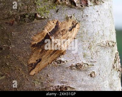 Menophra abruptaria, eine geschwungene Umbermotte, die auf einem Baumstamm liegt. Stockfoto