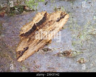 Menophra abruptaria, eine geschwungene Umbermotte, die auf einem Baumstamm liegt. Stockfoto