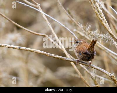 Ein eurasischer Zorn, Troglodytes troglodytes, auch bekannt als der nördliche Zorn, singt in einem Busch. Stockfoto