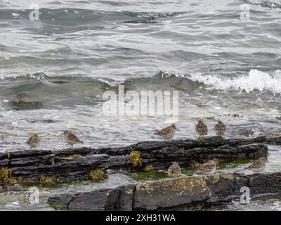 Eine Schar violetter Sandpfeifer, Calidris maritima, ruht auf Felsen am Ufer. Stockfoto