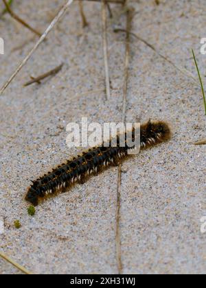 Die raupe von Euthrix potatoria, die Trinkermotte. Stockfoto