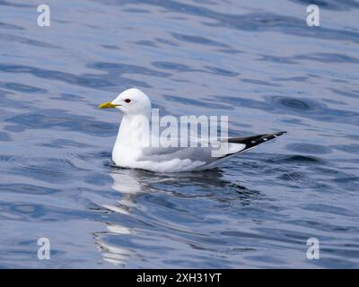 Eine gewöhnliche Möwe oder Seemäu, Larus canus Stockfoto