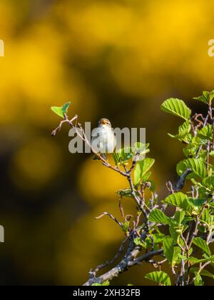 Ein Weidenschnäbel, Phylloscopus trochilus, singt von einem Busch. Stockfoto