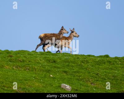 Zwei Rotwild, Cervus elaphus, gehen auf einem Kamm entlang. Stockfoto