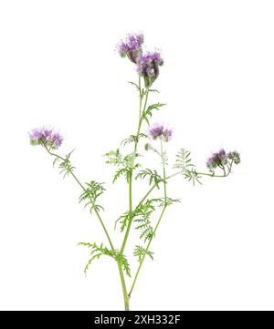 Phacelia blüht isoliert auf weißem Hintergrund. Hellviolette Blüten von Lacy phacelia oder Blue tansy Stockfoto