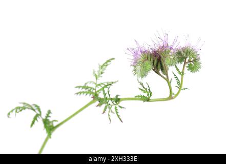 Phacelia blüht isoliert auf weißem Hintergrund. Hellviolette Blüten von Lacy phacelia oder Blue tansy Stockfoto