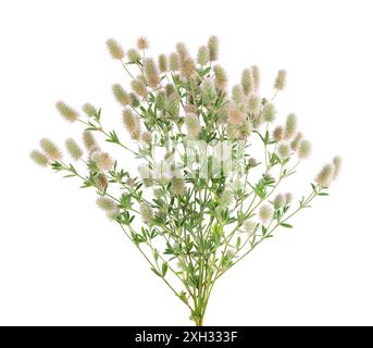 Steinklee isoliert auf weißem Hintergrund. Trifolium arvense oder Kaninchenfußklee Stockfoto