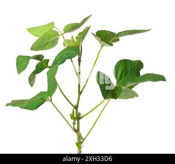 Grüner Sojabohnenstrauch isoliert auf weißem Hintergrund. Sojabohnenpflanze Stockfoto