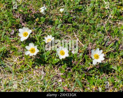 Dryas octopetala, allgemein bekannt als Bergavens, Achtblättrige Bergavens, weiße Dryas oder weiße Dryade. Stockfoto