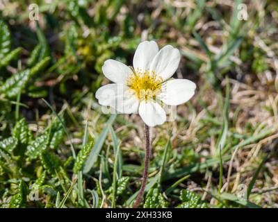 Dryas octopetala, allgemein bekannt als Bergavens, Achtblättrige Bergavens, weiße Dryas oder weiße Dryade. Stockfoto