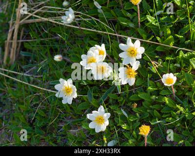 Dryas octopetala, allgemein bekannt als Bergavens, Achtblättrige Bergavens, weiße Dryas oder weiße Dryade. Stockfoto