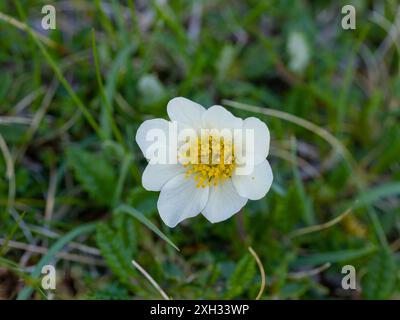 Dryas octopetala, allgemein bekannt als Bergavens, Achtblättrige Bergavens, weiße Dryas oder weiße Dryade. Stockfoto