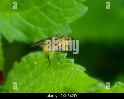 Scathophaga stercoraria, auch bekannt als gelbe Dungfliege oder goldene Dungfliege. Stockfoto