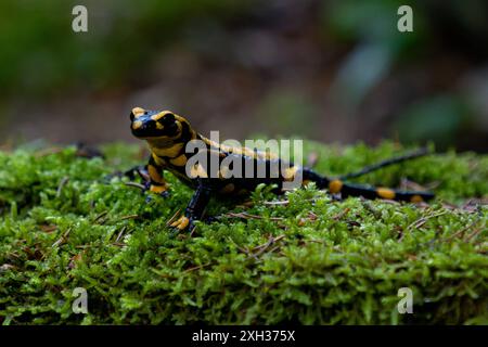 Feuersalamander ein Feuersalamander, lat. Salamandra salamandra, fotografiert am 29. Mai 2024 im Selketal im Harz. Selketal Sachsen-Anhalt Deutschland LurchFH0A5825 *** Feuersalamander Ein Feuersalamander lat Salamandra salamandra , fotografiert am 29. Mai 2024 im Selketal im Harz Selketal Sachsen Anhalt Deutschland LurchFH0A5825 Stockfoto