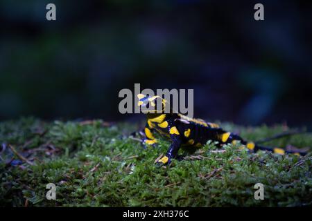 Feuersalamander ein Feuersalamander, lat. Salamandra salamandra, fotografiert am 29. Mai 2024 im Selketal im Harz. Selketal Sachsen-Anhalt Deutschland LurchFH0A5820 *** Feuersalamander Ein Feuersalamander lat Salamandra salamandra , fotografiert am 29. Mai 2024 im Selketal im Harz Selketal Sachsen Anhalt Deutschland LurchFH0A5820 Stockfoto