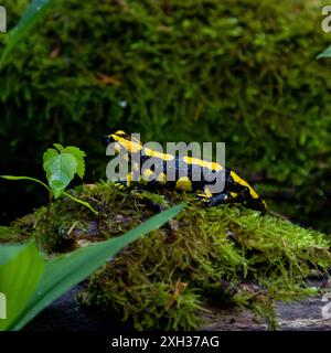 Feuersalamander ein Feuersalamander, lat. Salamandra salamandra, fotografiert am 29. Mai 2024 im Selketal im Harz. Selketal Sachsen-Anhalt Deutschland LurchFH0A5835 *** Feuersalamander Ein Feuersalamander lat Salamandra salamandra , fotografiert am 29. Mai 2024 im Selketal im Harz Selketal Sachsen Anhalt Deutschland LurchFH0A5835 Stockfoto