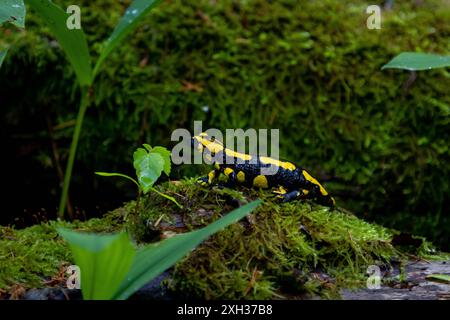 Feuersalamander ein Feuersalamander, lat. Salamandra salamandra, fotografiert am 29. Mai 2024 im Selketal im Harz. Selketal Sachsen-Anhalt Deutschland LurchFH0A5836 *** Feuersalamander Ein Feuersalamander, lat Salamandra salamandra , fotografiert am 29. Mai 2024 im Selketal im Harz Selketal Sachsen Anhalt Deutschland LurchFH0A5836 Stockfoto