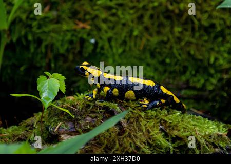 Feuersalamander ein Feuersalamander, lat. Salamandra salamandra, fotografiert am 29. Mai 2024 im Selketal im Harz. Selketal Sachsen-Anhalt Deutschland LurchFH0A5842 *** Feuersalamander Ein Feuersalamander lat Salamandra salamandra , fotografiert am 29. Mai 2024 im Selketal im Harz Selketal Sachsen Anhalt Deutschland LurchFH0A5842 Stockfoto