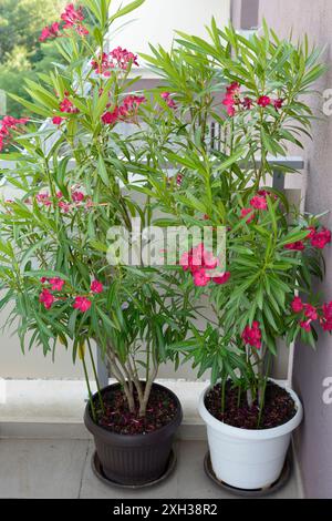 Nerium-Oleander oder Rosebay-Hausbäume wachsen draußen auf dem Balkon des Apartments Stockfoto