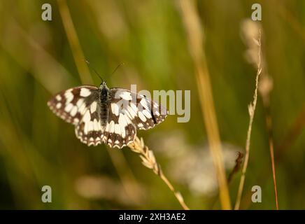 Ein weißes Marmor (Melanargia galathea), das auf einem Haulm in der Sonne sitzt Stockfoto