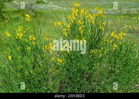 Weberbesen (Genista junceum, Spartium junceum) ursprünglich aus dem Mittelmeer, eingeführt auf Steppenterrasse am Schwarzen Meer, Nordküste der Krim. Whol Stockfoto