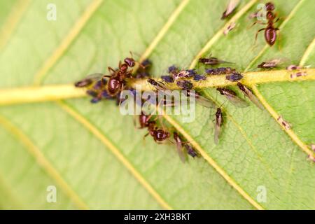 Ameisenfarm zum Zuchten und Melken von Blattläusen auf der Unterseite des grünen Blattes. Arbeiterameisen und geflügelte Weibchen. Makro Stockfoto