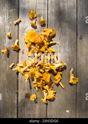 Es gibt viele Waldpilze auf dem Hintergrund alter Holzbretter. Pilz Stockfoto