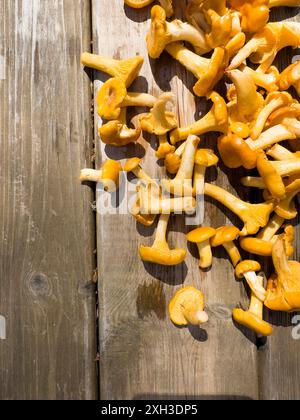 Es gibt viele Waldpilze auf dem Hintergrund alter Holzbretter. Pilz Stockfoto