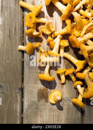 Es gibt viele Waldpilze auf dem Hintergrund alter Holzbretter. Pilz Stockfoto