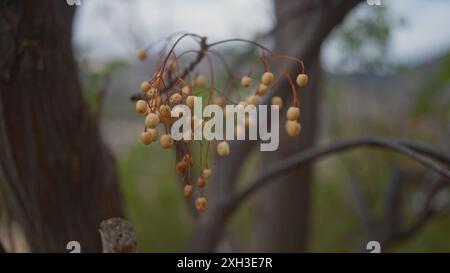 Nahaufnahme unreifer Chinaberry-Früchte auf einem melia-Azedarachbaum mit verschwommenem Hintergrund in der Natur. Stockfoto