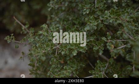 Nahaufnahme von quercus coccifera, allgemein bekannt als Kermes-Eiche, zeigt seine charakteristischen stacheligen Blätter in natürlichem Lebensraum. Stockfoto
