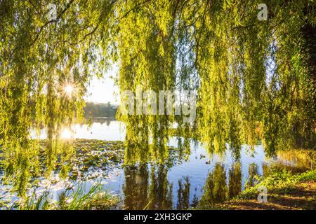 Herzberg am Harz: Juessee, Teich, Salix babylonica, Sonnenaufgang, Sonne im Harz, Niedersachsen, Niedersachsen, Niedersachsen, Niedersachsen, Deutschland Stockfoto