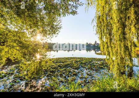 Herzberg am Harz: Juessee, Teich, Salix babylonica, Sonnenaufgang, Sonne im Harz, Niedersachsen, Niedersachsen, Niedersachsen, Niedersachsen, Deutschland Stockfoto