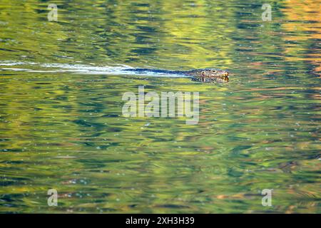 Der Asian Water Monitor mit seiner beeindruckenden Größe und dunklen, gemusterten Haut wurde in der Nähe eines Ufers gefleckt. Dieses Foto zeigt seinen beeindruckenden P Stockfoto