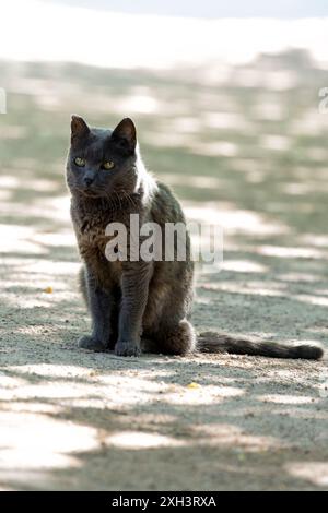 Die Hauskurzhaarkatze mit ihrem schlanken Fell und den hellen Augen wurde im Botanischen Garten von Madrid beobachtet. Dieses Foto zeigt seine entspannte Stockfoto