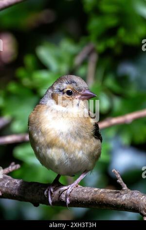 Der Chaffinch mit seinem farbenfrohen Gefieder und seinem unverwechselbaren Lied wurde auf einem Zweig im Father Collins Park in Dublin gesehen. Auf diesem Foto wird ITS aufgenommen Stockfoto